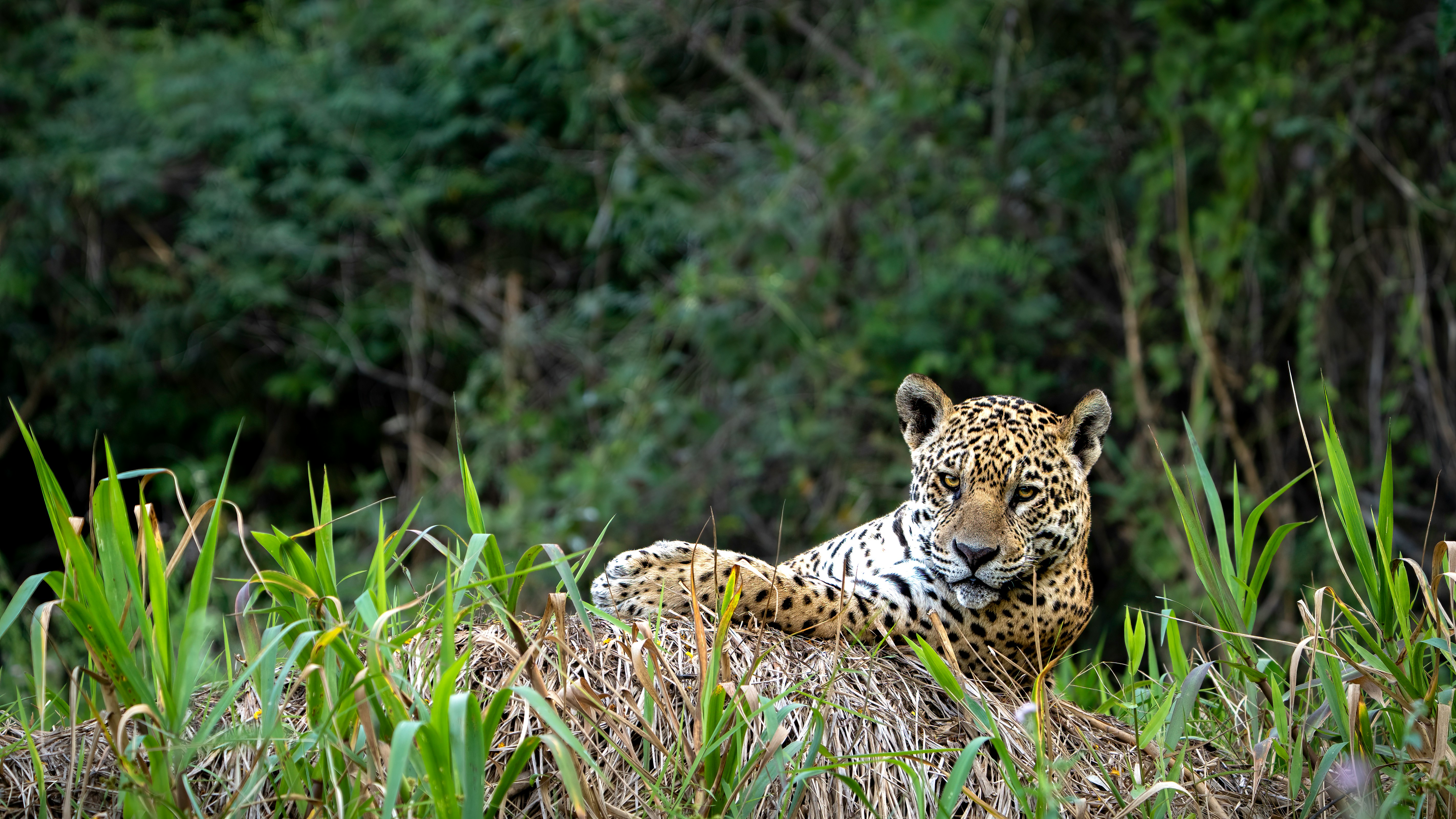 Jaguar Ecological Reserve Lodge